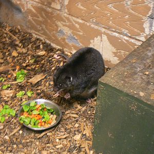 Male New Guinea Ground Cuscus - 6 August 2016, Kirkley Hall Zoological Gard