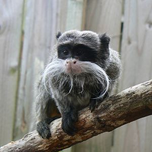 Beareded Emperor Tamarin - 6 August 2016, Kirkley Hall Zoological Gardens