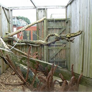View of Outdoor Common Marmoset Enclosure - 6 August 2016, Kirkley Hall Zoo