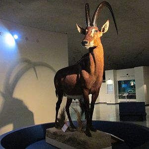 sable antelope museo de historia natural