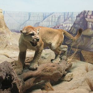 puma museo de historia natural