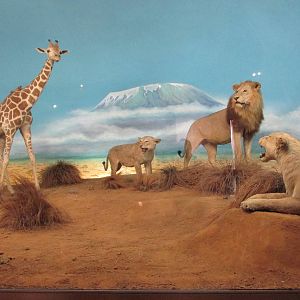 african savannah diorama museo de historia natural