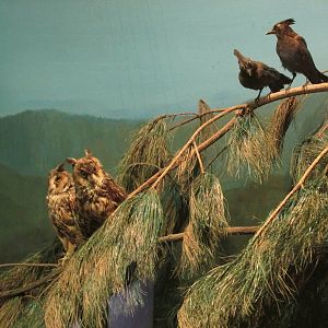 pine forest diorama museo de historia natural