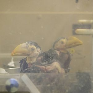 Toco toucan chicks