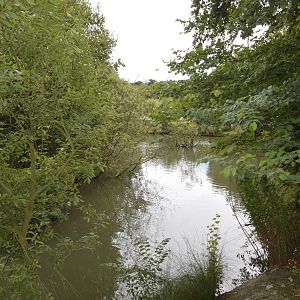 Waterfowl Enclosure 050816