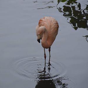 Chilean Flamingo 050816