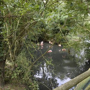 Chilean Flamingos 050816