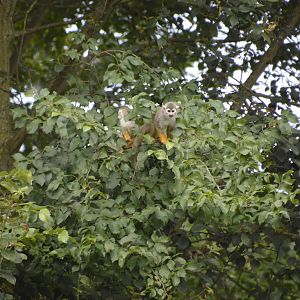 Squirrel Monkeys 050816