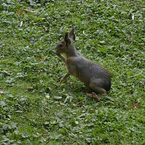 Juvenile Mara 050816