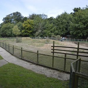 South American Tapir Enclosure 050816