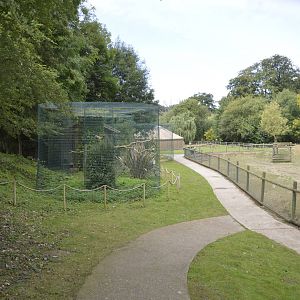 Striated Caracara Aviary 050816
