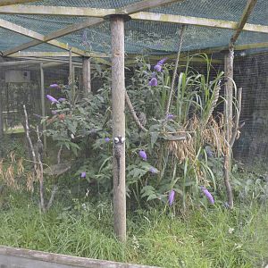 Common Marmoset Enclosure 050816