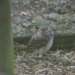 Burrowing Owl 050816
