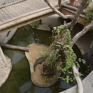 Spectacled Caiman 050816