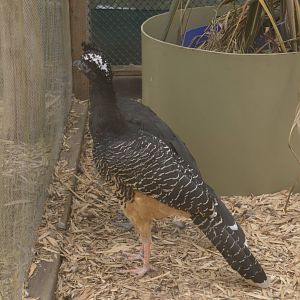 Bare-faced Curassow 050816