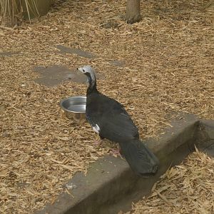 Blue-throated Piping-guan 050816