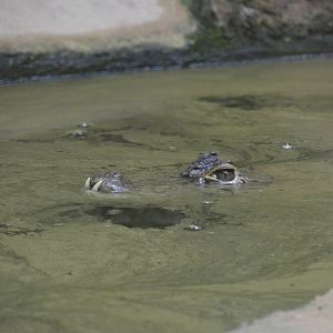 Spectacled Caiman 050816