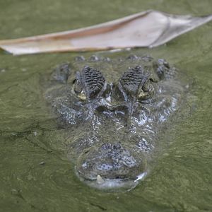 Spectacled Caiman 050816