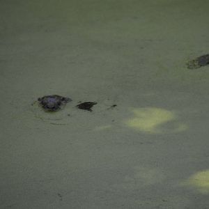 North American River Otter 050816