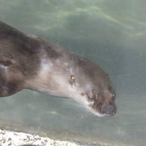 North American River Otter 050816