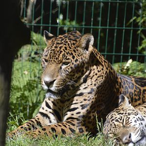 Jaguars 050816