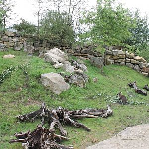 SERENGA - Wallaby enclosure