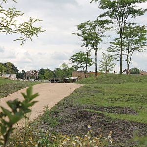 SERENGA - African plain