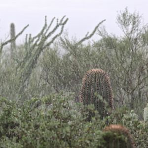 rainy day at the zoo