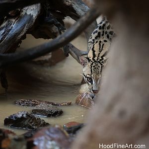 rainy day at the zoo