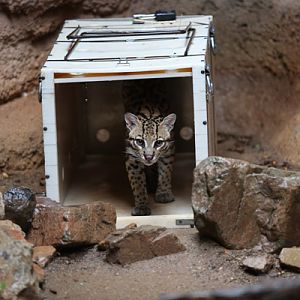 rainy day at the zoo