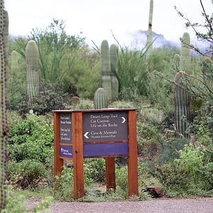 rainy day at the zoo