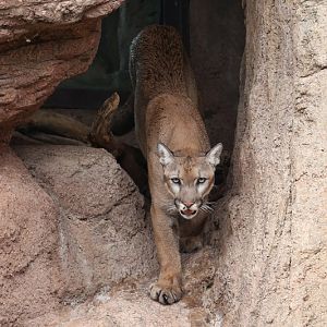 rainy day at the zoo