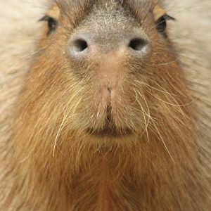Aug. 2016 - The Rain Forest - Upper Level - Capybara