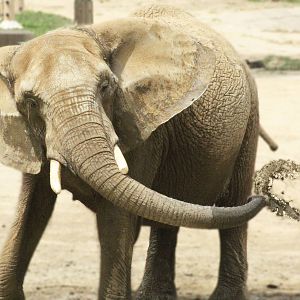 Aug. 2016 - African Elephant Crossing - Kallie