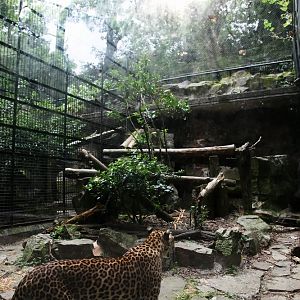Leopard exhibit