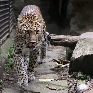 Leopard