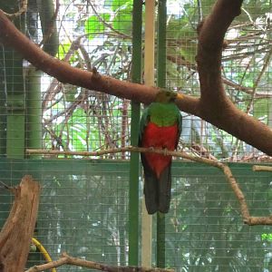 Golden-headed Quetzal