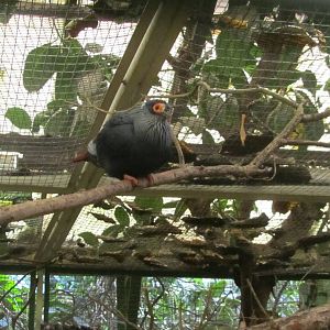 Madagascar blue-pigeon