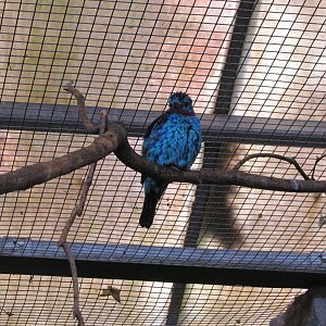 Spangled cotinga