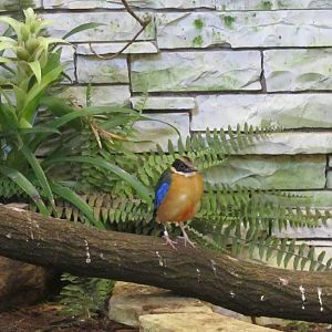 Blue-winged pitta
