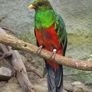 Golden-headed Quetzal