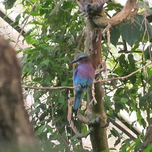 Lilac-breasted roller