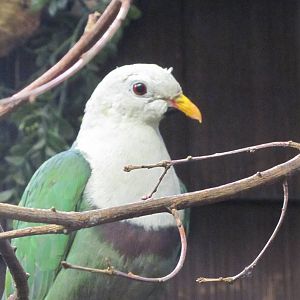 Black-chinned fruit-dove