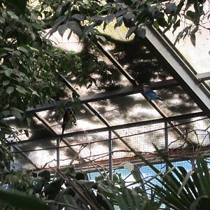 Lilac-breasted roller and Golden-breasted starling