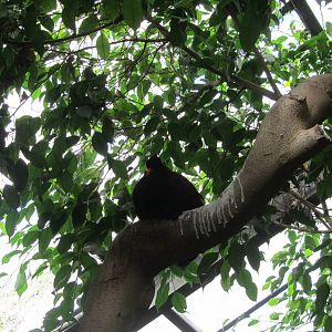 White-necked pheasant-pigeon