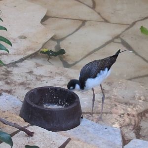 Black-necked stilt