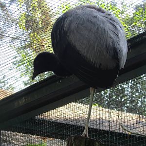 Pale-winged trumpeter