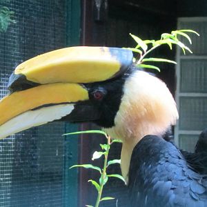 Great hornbill