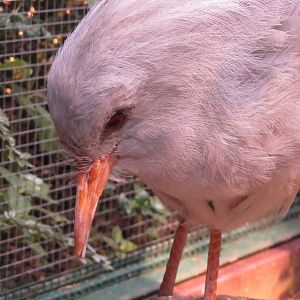 Kagu