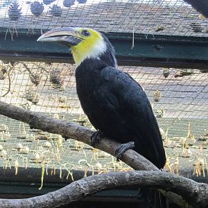Southern sulawesi tarictic hornbill
